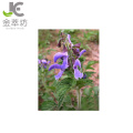 Factory supply chinese traditional herb medicine salvia miltiorrhiza extract tanshinone iia powder 5% dan-shen extract